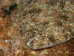 Hirame, Flat Fish, Paralichthys olivaceus