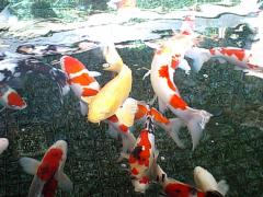 �H������a�򉮐��ʌ��ւ̃R�C