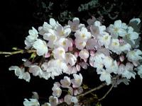 �₷�炬��i4/11�j
