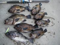���o���ƃ\�C�i5/23�j