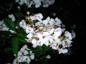 �m�C�o��