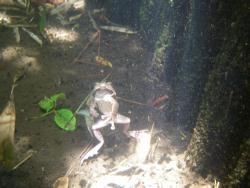 �����A�I�K�G���i5/26�j
