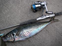 �A�W44cm