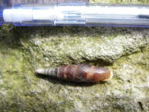 �L�Z���K�C
