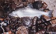 ���߂Ēނ����T�N���}�X�A���A�[�t�B�b�V���O�̒މʁB