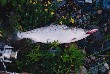 �T�N���}�X41cm�B���A�[�t�B�b�V���O�Œނ����B
