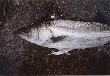 A picture of seabass I fished.