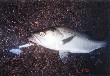 Seabass
