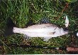 Seabass