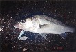Seabass