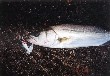 Seabass