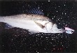 Seabass