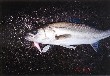 Seabass